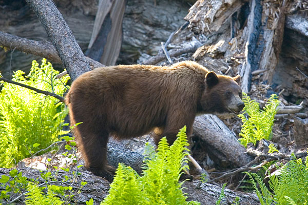 bear, Sequoia National Park, California