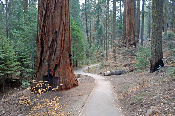 Big Trees Trail, Sequoia National Park