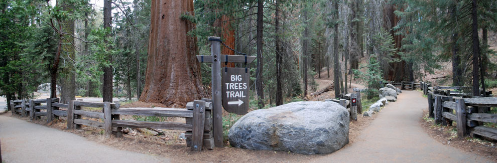 Big Trees Trail, Sequoia National Park, Caifornia