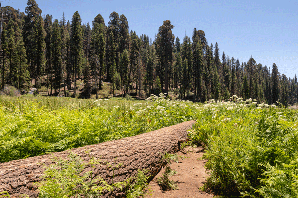 Crescent Meadow, Sequoia National Park