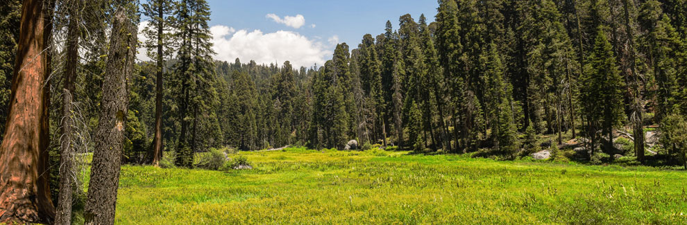 Crescent Meadow, Sequoia National Park, Caifornia