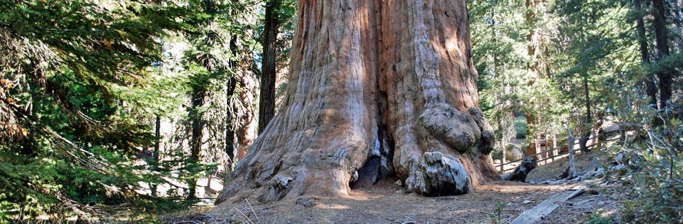 General Grant Tree, Grant Grove, Kings Canyon  National Park, Caifornia