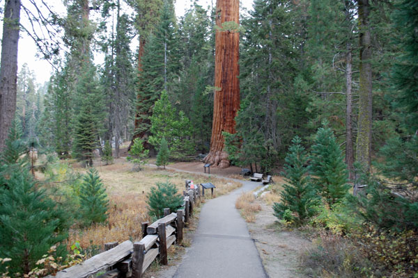 Big Trees Trail, Sequoia National Park, California