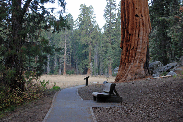 Big Trees Trail, Sequoia National Park, California