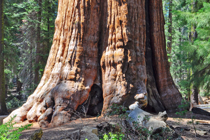 general Sherman Tree, Sequoia National Park, California