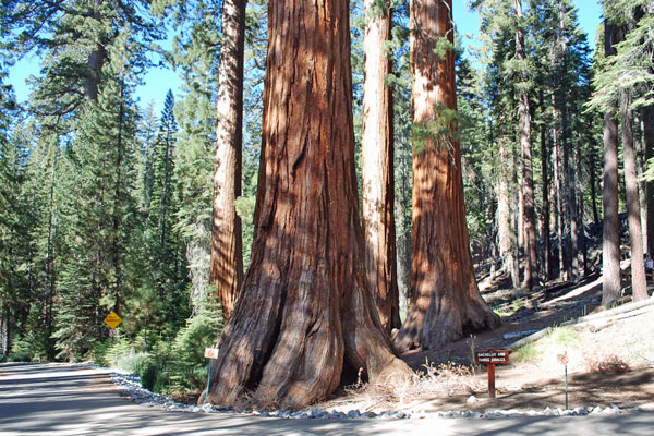 Bachelor and Three Graces Sequoias, Mariposa Grove, Yosemite National Park