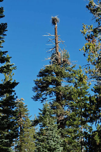 Eagle next in treetop, Devils Postpile National Monument, California