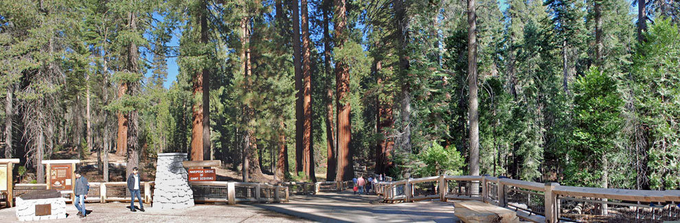 Mariposa Grove, Yosemite National Park, Caifornia