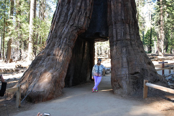 tunnel tree, Mariposa Grove, Yosemite National Park, California